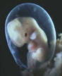 Embryo