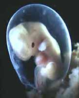 Embryo