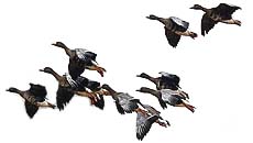 HIV - H5N1 - bird flu